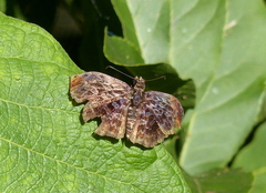 Cycloglypha thrasibulus thrasibulus