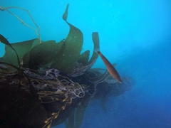 Halichoeres californicus