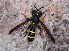 Sphiximorpha subsessilis