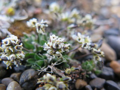 Draba lactea