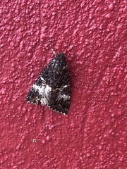 Melipotis punctifinis