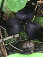 Trillium petiolatum