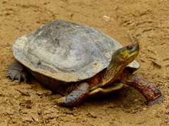 Rhinoclemmys pulcherrima rogerbarbouri