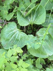 Trillium petiolatum