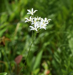 Sabatia difformis