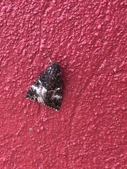 Melipotis punctifinis