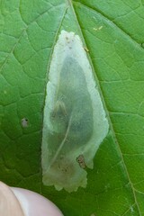 Calycomyza flavinotum