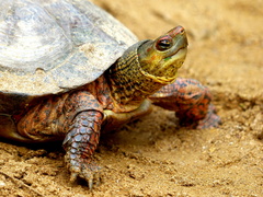 Rhinoclemmys pulcherrima rogerbarbouri