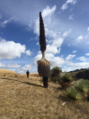 Puya raimondii
