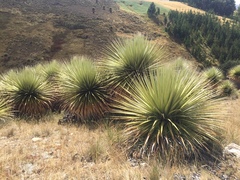 Puya raimondii