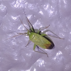 Phytocoris vanduzeei
