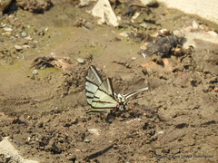 Protographium epidaus epidaus