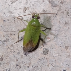 Phytocoris vanduzeei