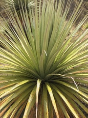Puya raimondii