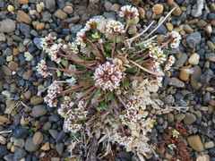 Cochlearia groenlandica