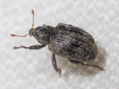 Conotrachelus recessus