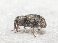 Conotrachelus recessus