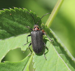 Brachysomida bivittata