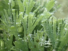 Udotea flabellum