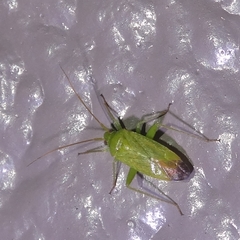 Phytocoris vanduzeei