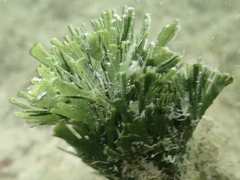 Udotea flabellum