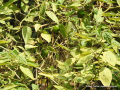Capsicum pubescens
