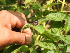 Capsicum pubescens