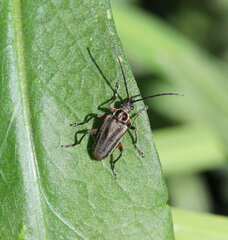 Brachysomida bivittata