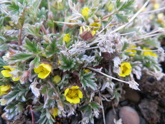 Potentilla hyparctica