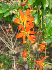 Crocosmia aurea