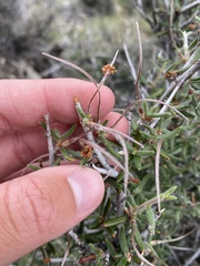 Cercocarpus ledifolius