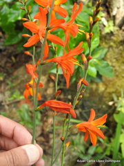 Crocosmia aurea
