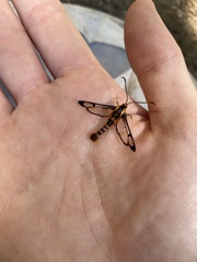 Synanthedon novaroensis