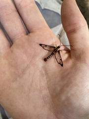 Synanthedon novaroensis