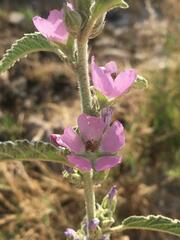 Sphaeralcea angustifolia