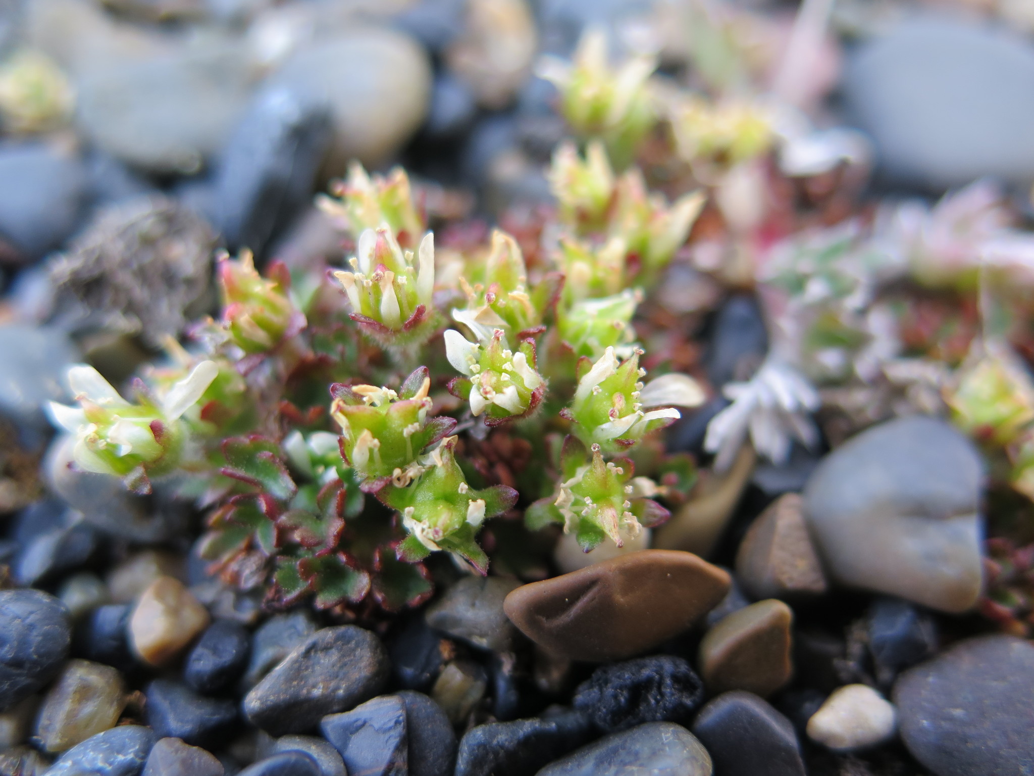 Saxifraga rivularis