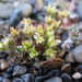 Highland Saxifrage - Photo (c) rpernick, some rights reserved (CC BY-NC), uploaded by rpernick