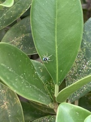 Phintella vittata