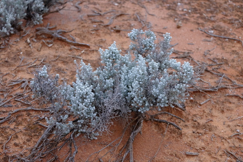 Image of Maireana sedifolia by (c) Peter Crowcroft, some rights reserved (CC BY)