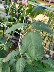 Vigna unguiculata sesquipedalis