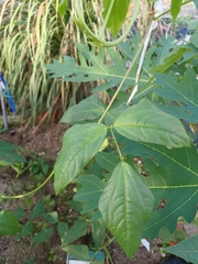 Vigna unguiculata sesquipedalis