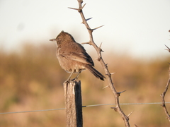 Pseudoseisura gutturalis