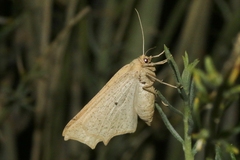 Prochoerodes truxaliata