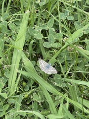 Burnsius communis