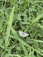 Burnsius communis
