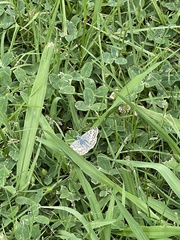 Burnsius communis
