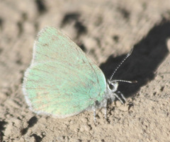 Callophrys