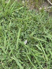 Burnsius communis