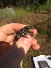 Anaxyrus houstonensis