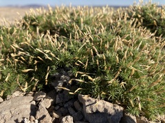 Linanthus caespitosus